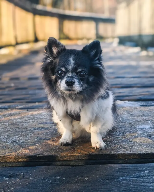 Dogs of Bad Salzuflen 13! 🐾⁠
⁠
Meet Samy – unterwegs an der Heerser Mühle. Etwas zu dünn angezogen, der Gute. 🐶💨⁠
⁠
#dogsofbadsalzuflen #heersermühle #badsalzuflen #badsalzuflenmeinestadt❤️ #hundeliebe #spaziergang #dogsofthetown #dogsofsalzuflen #hundausbadsalzuflen #hunderunde #dogoftheday #puppylove #hundefotografie #dogsofinstagram #hundeaufinstagram #hundeleben #dogphotography #chihuahua #chihuahualife⁠